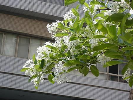 流蘇 (流疏樹)Chionanthus retusus  (木樨科)