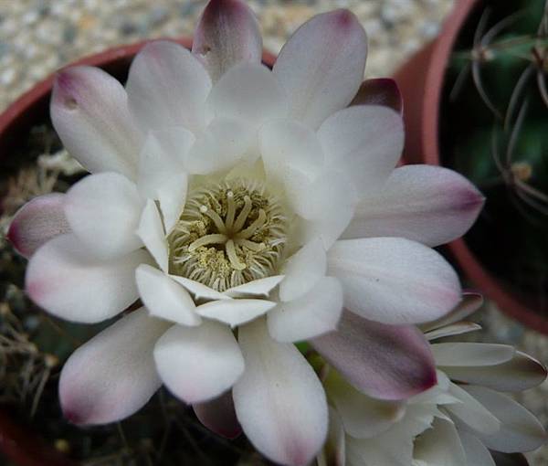 麗蛇丸Gymnocalycium  damsii 白花