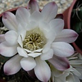 麗蛇丸Gymnocalycium  damsii 白花