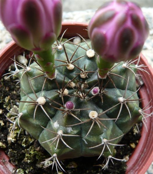 麗蛇丸Gymnocalycium  damsii 粉紅花