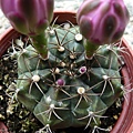 麗蛇丸Gymnocalycium  damsii 粉紅花