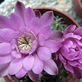 麗蛇丸Gymnocalycium  damsii 粉紅花