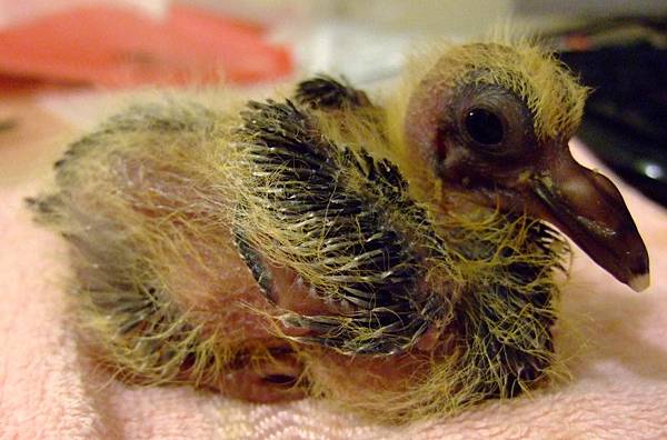 手扒雞_第八天. 手扒雞_第八天.