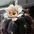 天紫丸(Gymnocalycium pflanzii v. albipulpa)