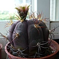 天紫丸(Gymnocalycium pflanzii v. albipulpa)