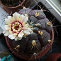 天紫丸(Gymnocalycium pflanzii v. albipulpa)