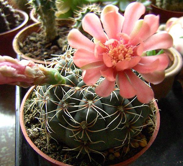 緋花玉 (Gymnocalycium baldianum)