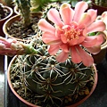 緋花玉 (Gymnocalycium baldianum)