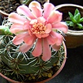 緋花玉 (Gymnocalycium baldianum)