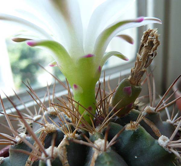 麗蛇丸(Gymnocalycium  damsii)白花