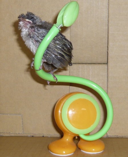 豆芽2.jpg 豆芽2.jpg