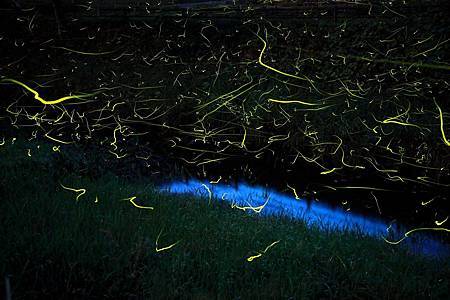 圖1:來鱒淵地區體驗漫天螢光的夏夜.jpg 圖1:來鱒淵地區體驗漫天螢光的夏夜.jpg