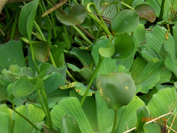 蜻蜓是重點~哈