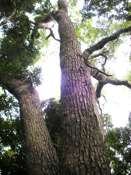 百年樟樹