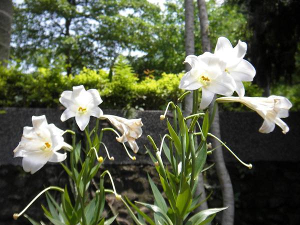 野百合也有春天