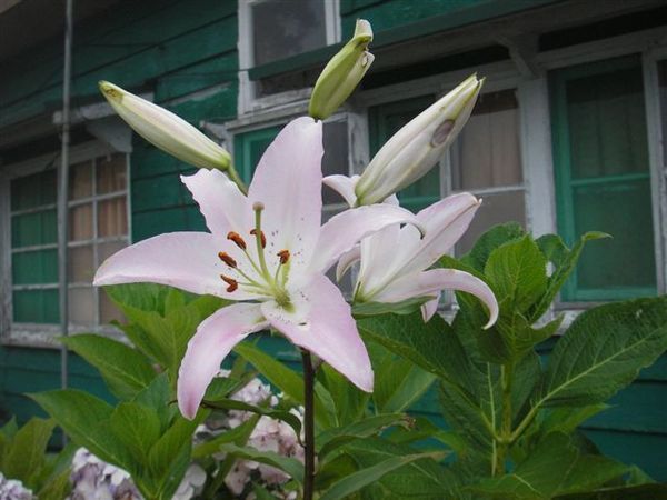 百合花也有夏天