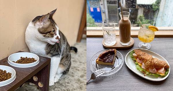 [食記] 新竹北區 貓嶼 老宅貓咪咖啡廳