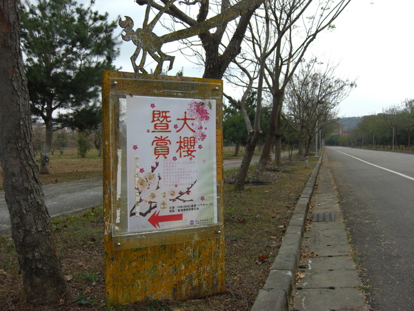 隔天出發到，南投暨南大學，發現沿路有路標~~~請問這是啥活動?摸頭居然說是大櫻既賞
