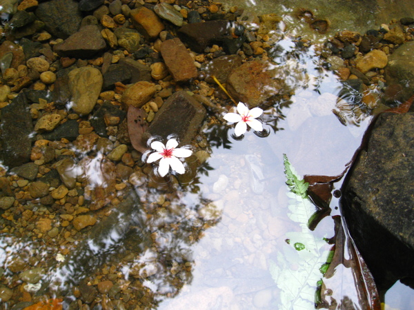 落花有意隨流水，流水無情戀落花~