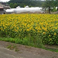屋外種植向日葵的北海道人家