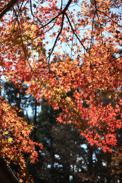 又多又紅的楓葉