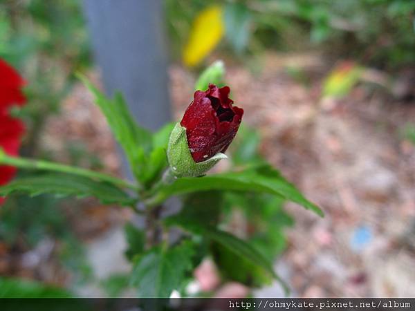 花苞。春意