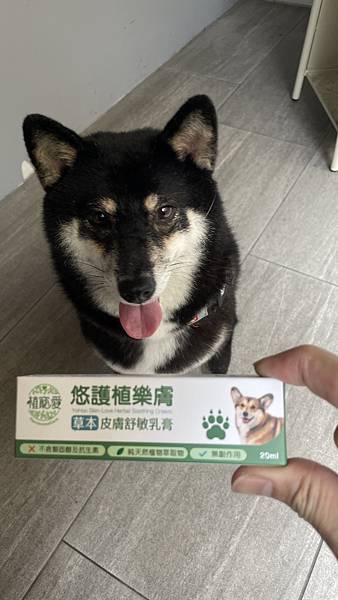 柴犬濕疹 柴犬濕疹