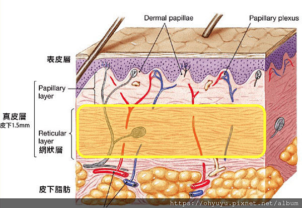 索夫波深度 索夫波深度