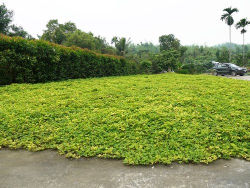 蔓花生 姥菈的蔓慢窩 痞客邦 蔓花生 姥菈的蔓慢窩 痞客邦