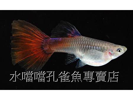 水噹噹孔雀魚專賣店002.jpg