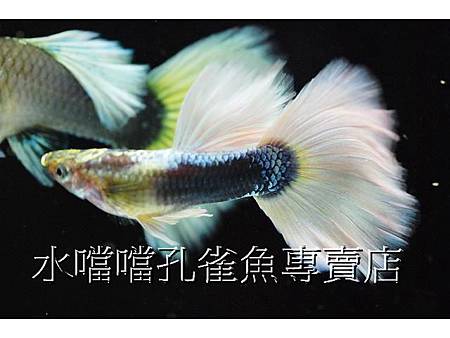 水噹噹孔雀魚專賣店002.jpg