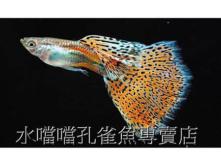 水噹噹孔雀魚專賣店002.jpg