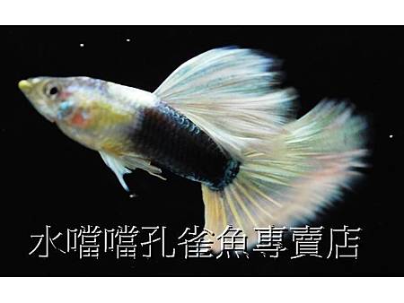 水噹噹孔雀魚專賣店003.jpg