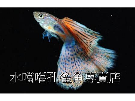 水噹噹孔雀魚專賣店003.jpg