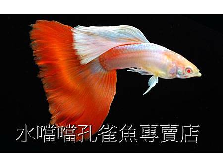 水噹噹孔雀魚專賣店001.jpg