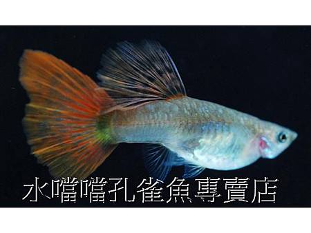 水噹噹孔雀魚專賣店007.jpg