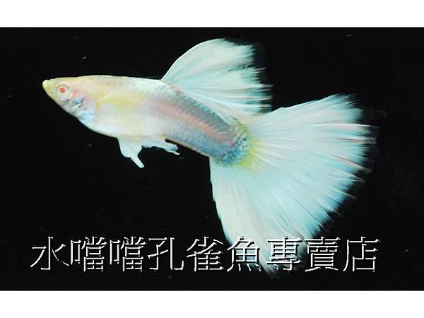 水噹噹孔雀魚專賣店004.jpg