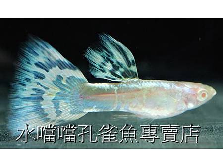 水噹噹孔雀魚專賣店006.jpg