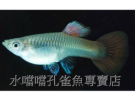 水噹噹孔雀魚專賣店006.jpg