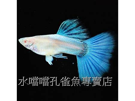 水噹噹孔雀魚專賣店004.jpg