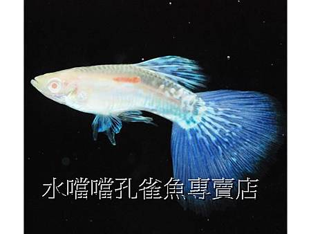 水噹噹孔雀魚專賣店003.jpg