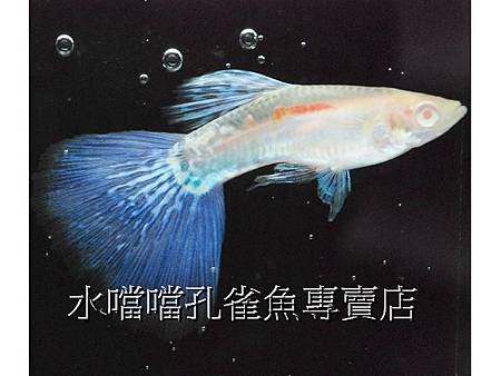 水噹噹孔雀魚專賣店002.jpg