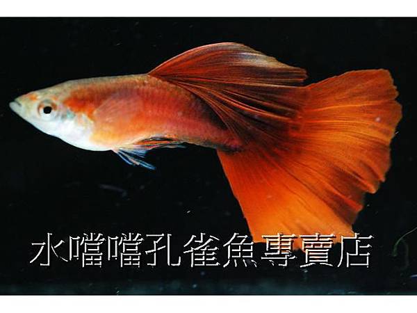 水噹噹孔雀魚專賣店002.jpg