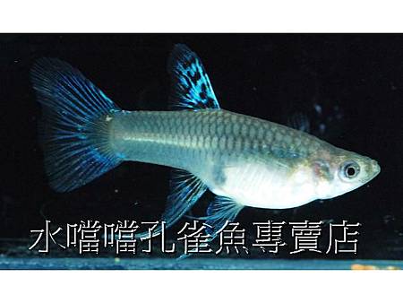 水噹噹孔雀魚專賣店005.jpg