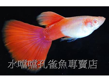 水噹噹孔雀魚專賣店001.jpg