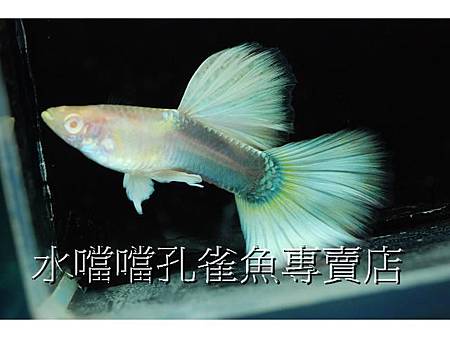 水噹噹孔雀魚專賣店004.jpg