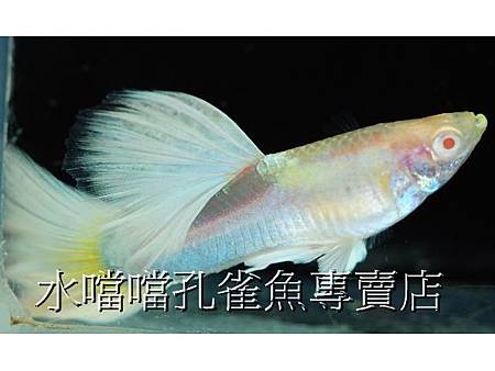 水噹噹孔雀魚專賣店005.jpg