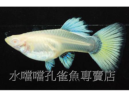 水噹噹孔雀魚專賣店006.jpg