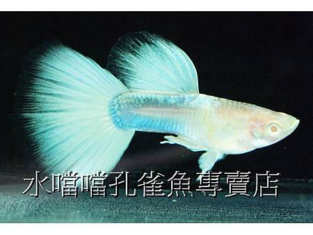 水噹噹孔雀魚專賣店001.jpg