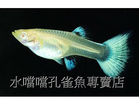 水噹噹孔雀魚專賣店005.jpg